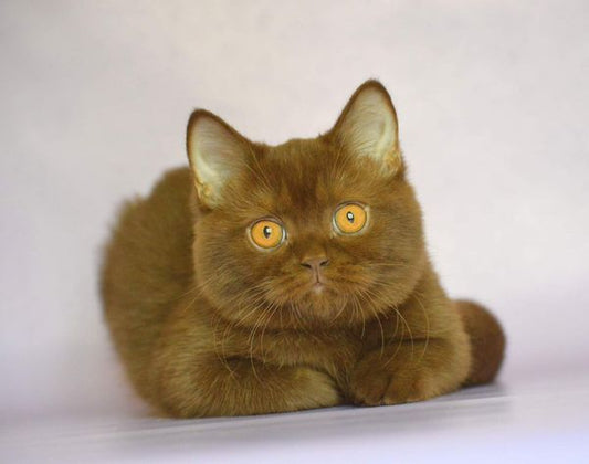 British Shorthair