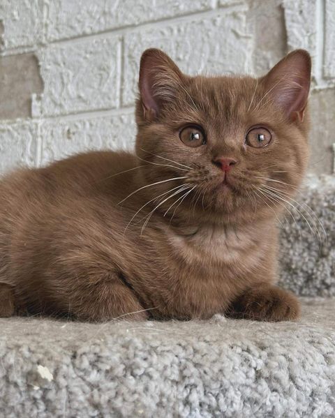 British Shorthair