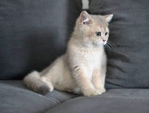 British Shorthair