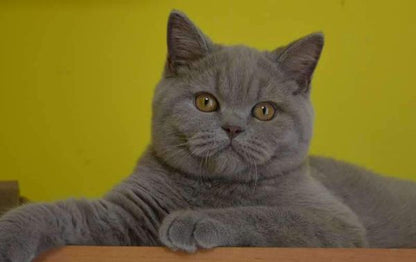 British Shorthair