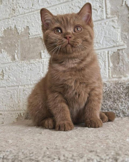 British Shorthair