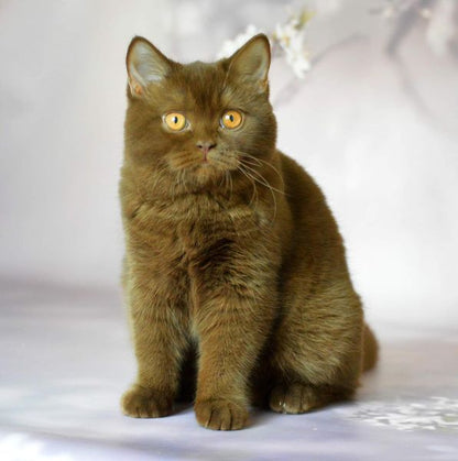 British Shorthair