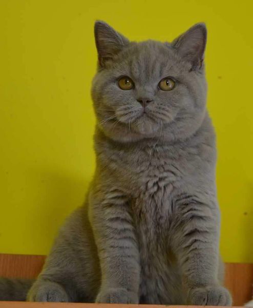 British Shorthair