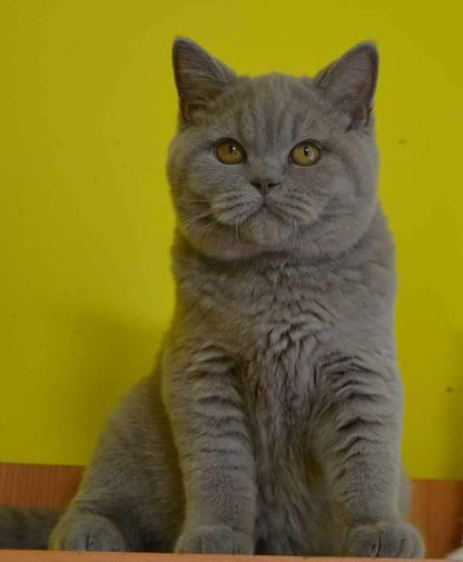 British Shorthair