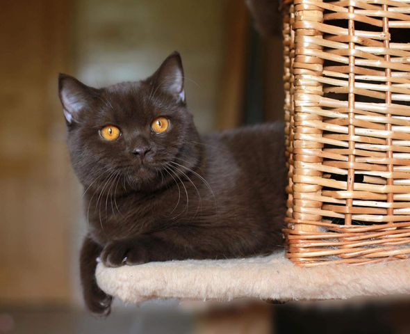 British Shorthair