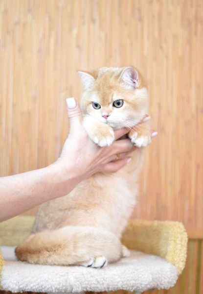 British Shorthair