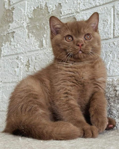 British Shorthair