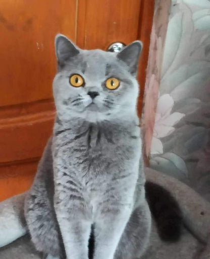 British Shorthair