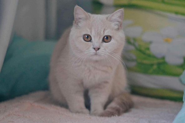 British Shorthair