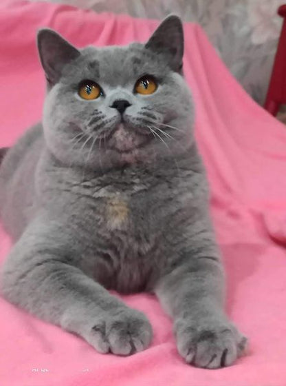 British Shorthair