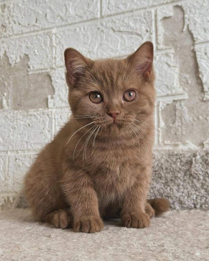 British Shorthair