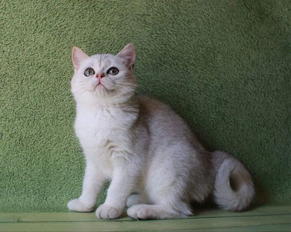 British Shorthair