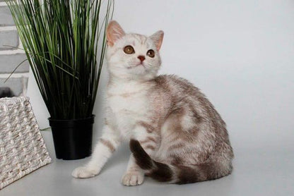 British Shorthair