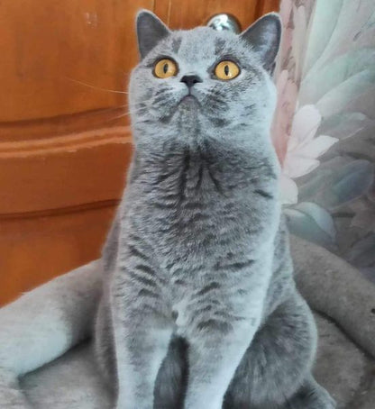 British Shorthair