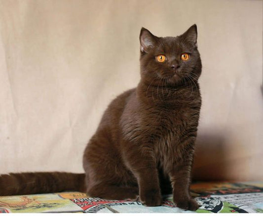 British Shorthair