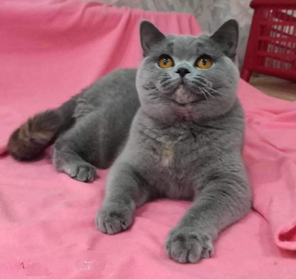 British Shorthair