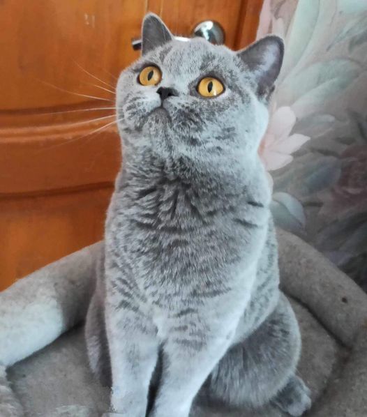 British Shorthair