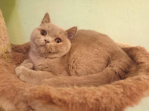 British Shorthair