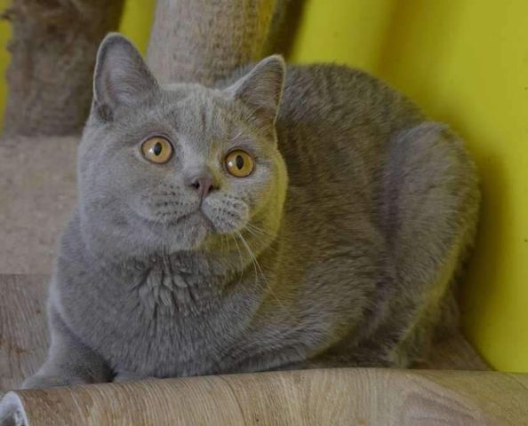 British Shorthair