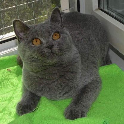 British Shorthair