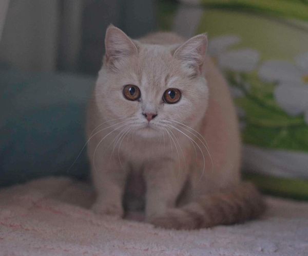 British Shorthair