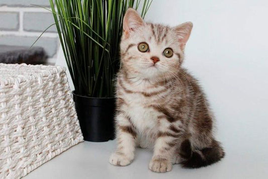 British Shorthair