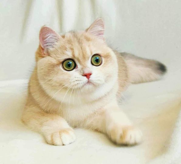 British Shorthair