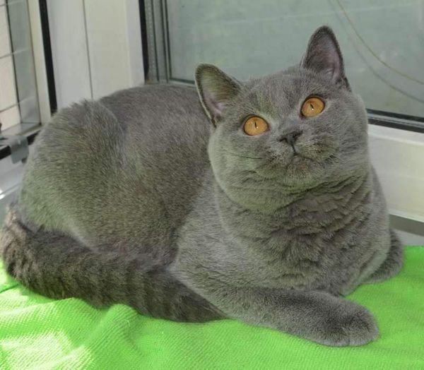 British Shorthair