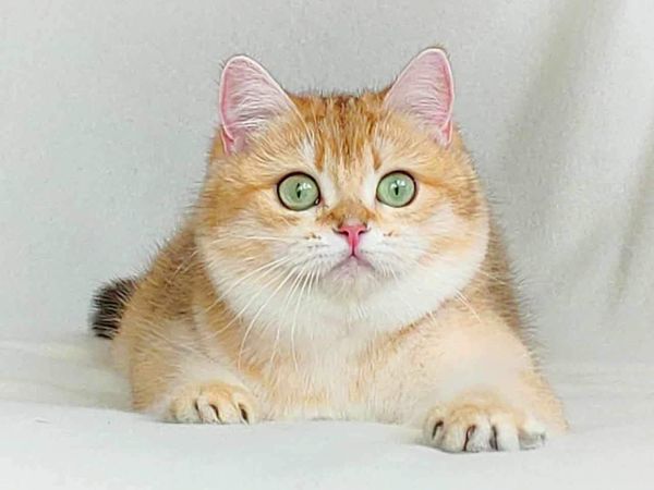 British Shorthair