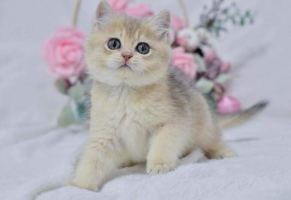 British Shorthair