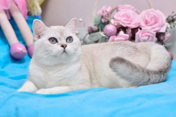 British Shorthair