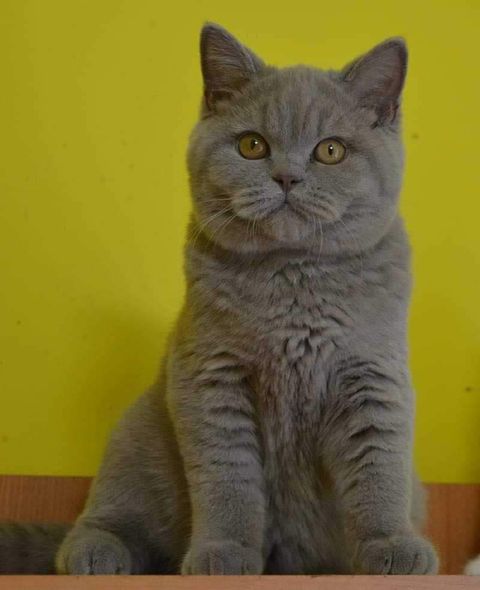 British Shorthair