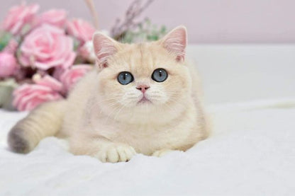 British Shorthair