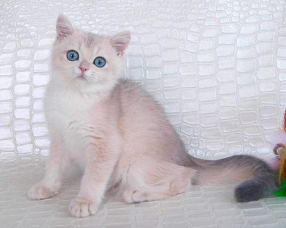 British Shorthair