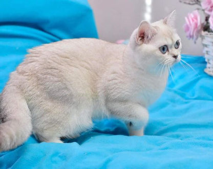 British Shorthair