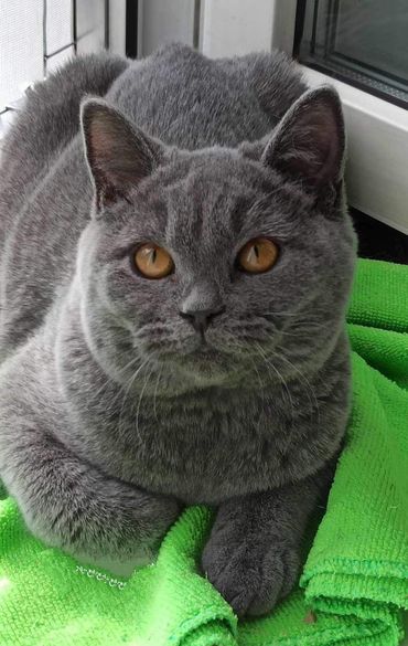 British Shorthair