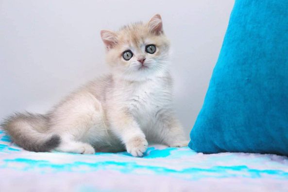 British Shorthair