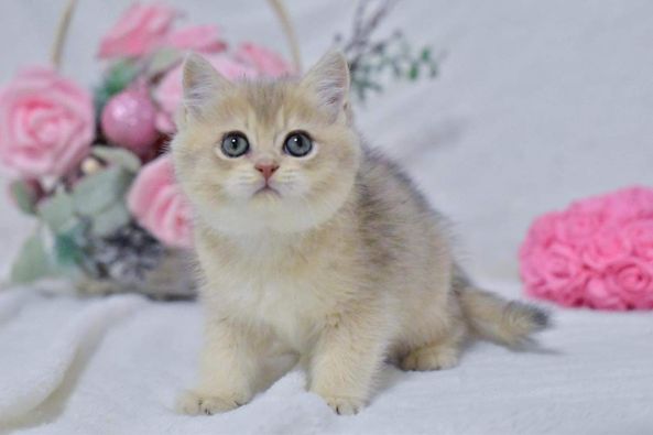 British Shorthair