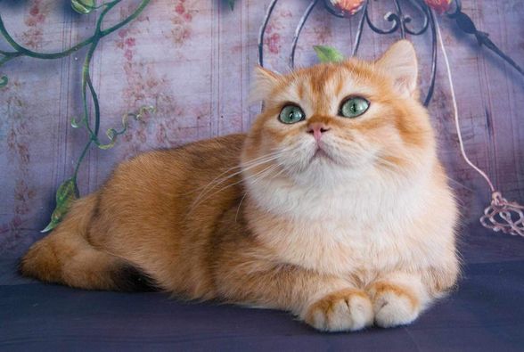 British Shorthair