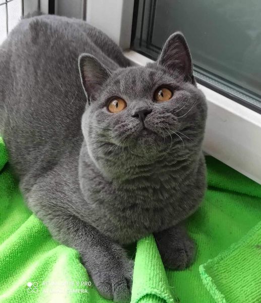 British Shorthair