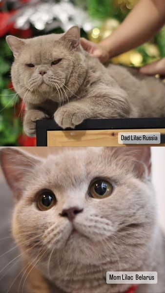 British Shorthair