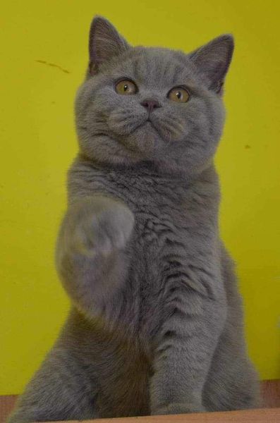 British Shorthair