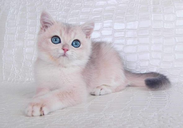 British Shorthair