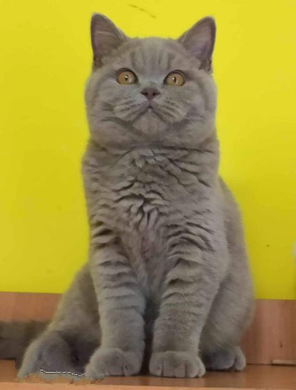 British Shorthair