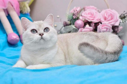 British Shorthair