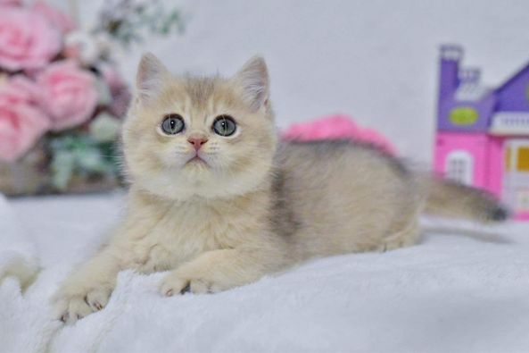 British Shorthair