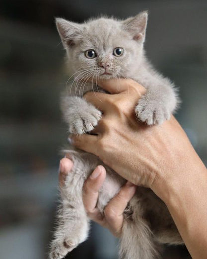 British Shorthair