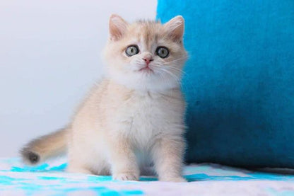 British Shorthair