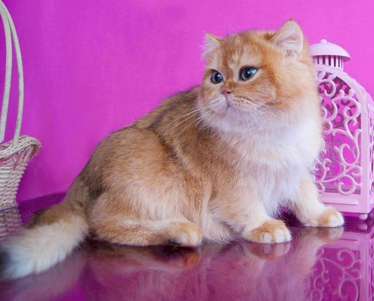 British Shorthair