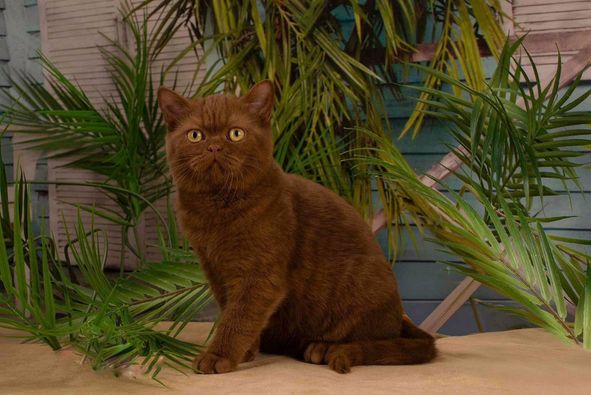 British Shorthair